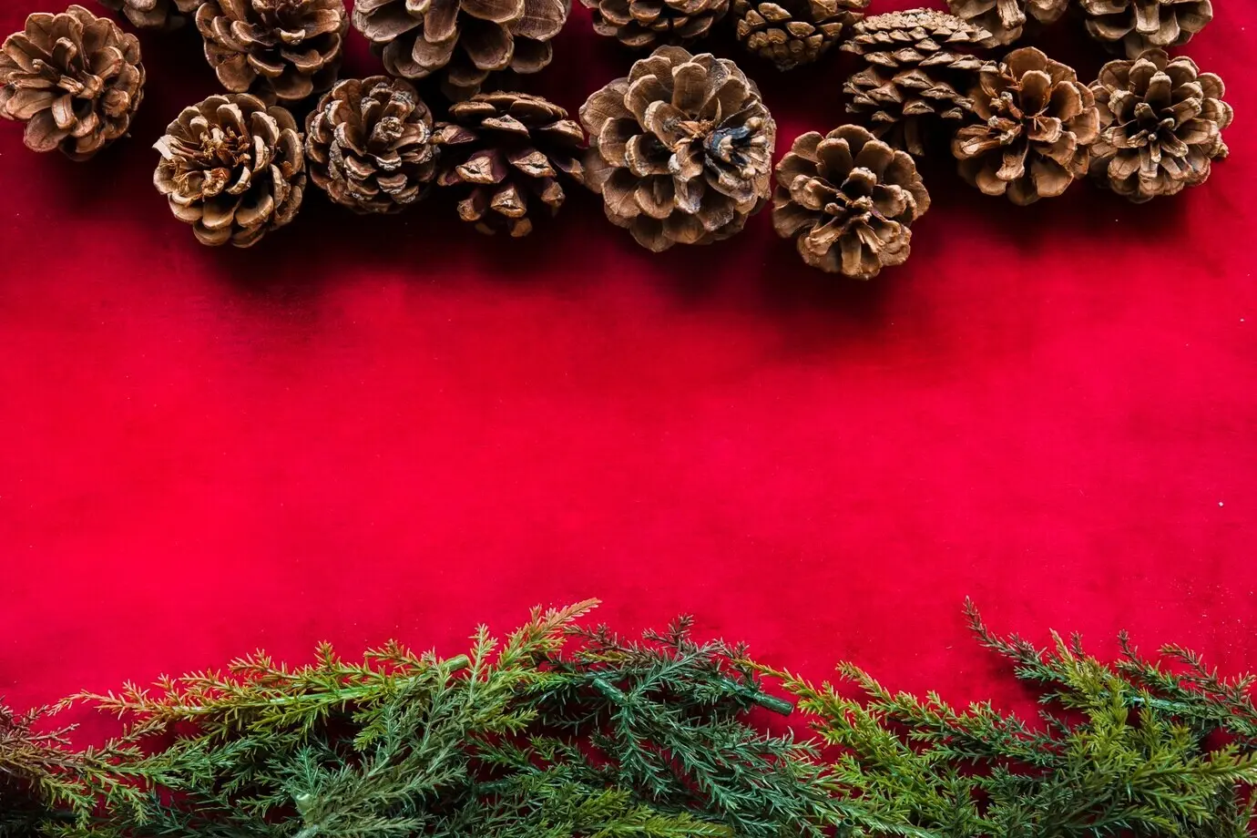 Grüne Lebensbaumzweige und abgestorbene Kiefern